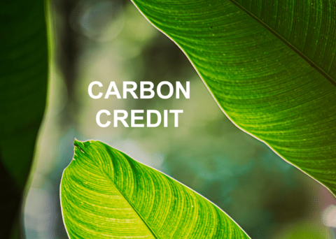 Plant & Carbon credit 